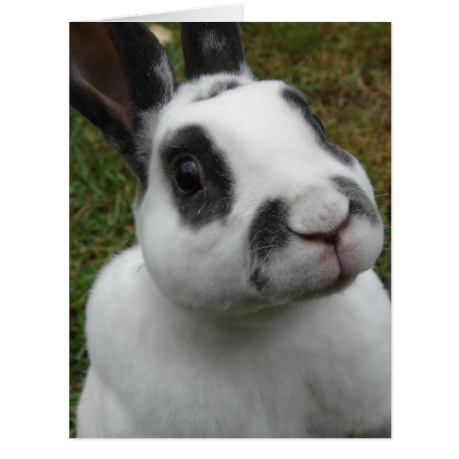 Adorable Rabbit Blank inside all occasions card (Front)