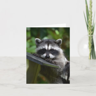 Adorable Raccoon Baby! Card