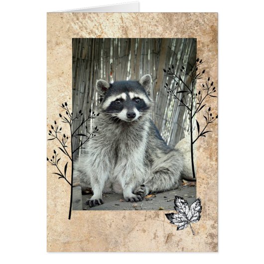 Adorable Raccoon Cards (Front)