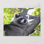 Adorable Raccoon Close Up Postcard