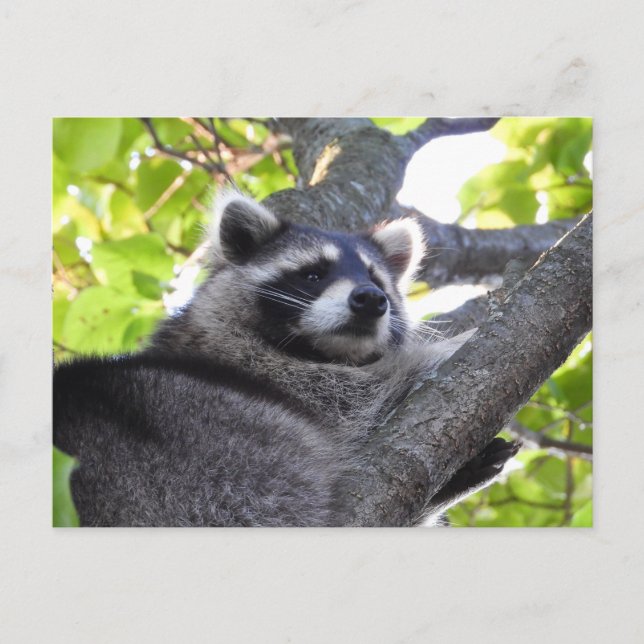Adorable Raccoon Close Up Postcard (Front)