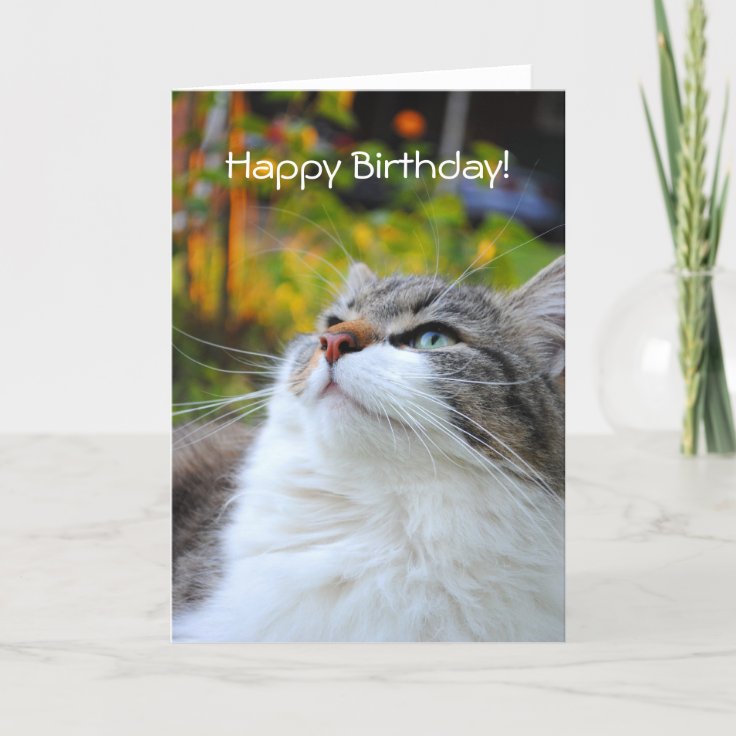 Adorable Ragdoll Cat Happy Birthday Card | Zazzle