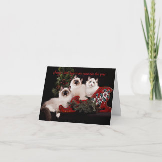 Adorable Ragdoll Kitten Christmas Card