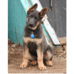 Adorable Rare Blue German Shepherd Puppy Cutout<br><div class="desc">Blue German shepherd puppies. she has the cuteness thing down pat. 
The color blue is a rare color that is due to a recessive gene that both parents must carry for the  blue/gray pups to be born.</div>