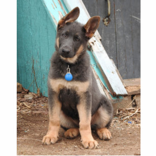 Adorable Rare Blue German Shepherd Puppy Cutout