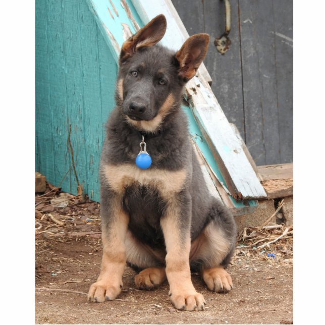 Adorable Rare Blue German Shepherd Puppy Cutout (Front)