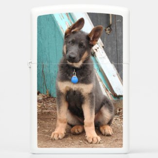 Adorable Rare Blue German Shepherd Puppy