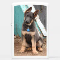 Rare blue 2024 german shepherd