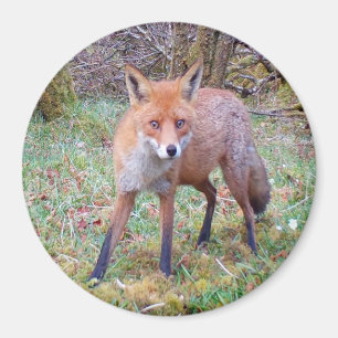 Adorable Red Fox – Charming Woodland Magnet