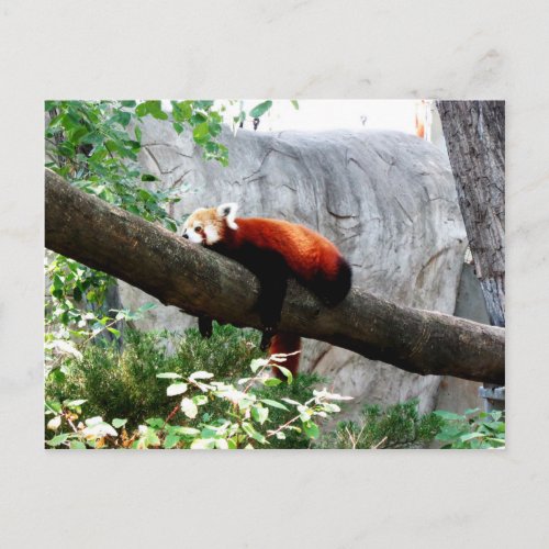 adorable red panda animal lazy funny postcard