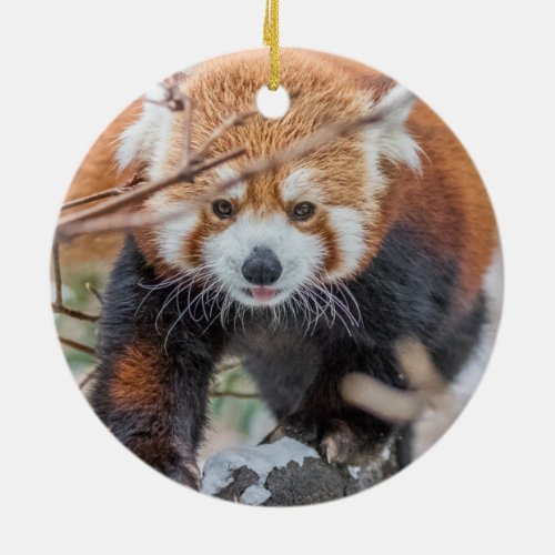 Adorable Red Panda Ceramic Ornament