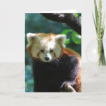 Adorable Red Panda Greeting Card