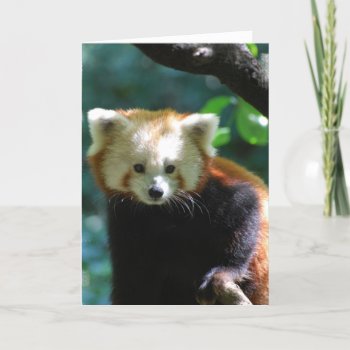 Adorable Red Panda Greeting Card by WildlifeAnimals at Zazzle
