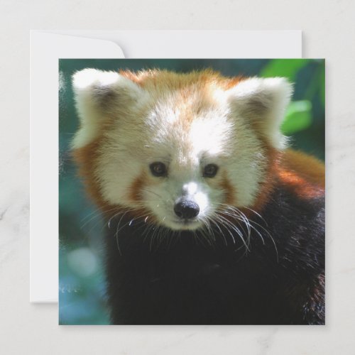 Adorable Red Panda Invitations