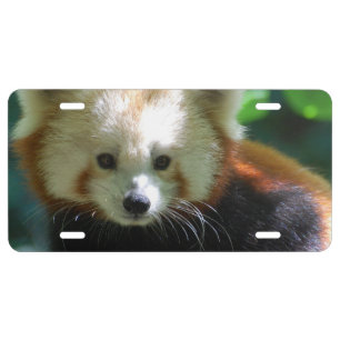 Adorable Red Panda License Plate