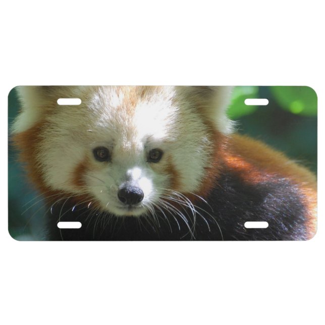 Adorable Red Panda License Plate (Front)