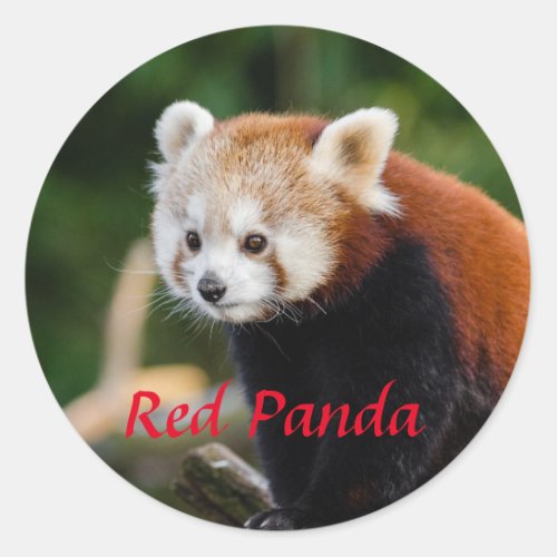 Adorable Red Panda Photo Classic Round Sticker