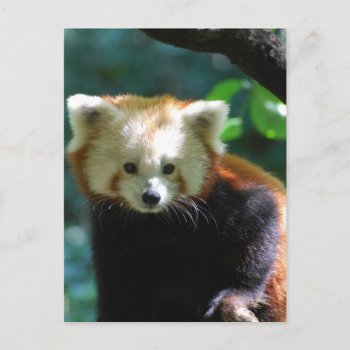 Adorable Red Panda  Postcard by WildlifeAnimals at Zazzle