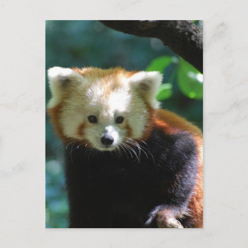 Adorable Red Panda  Postcard