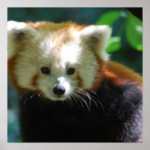 Adorable Red Panda Poster