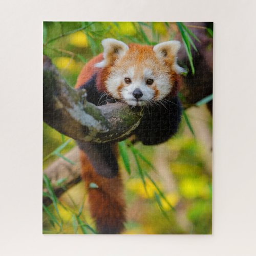 Adorable Red Panda Puzzle