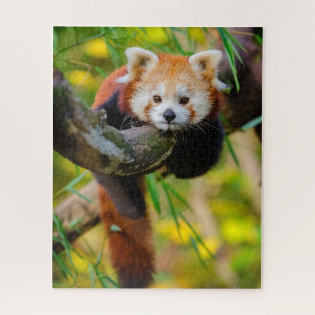 Adorable Red Panda Puzzle (Vertical)