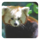 Adorable Red Panda Stickers