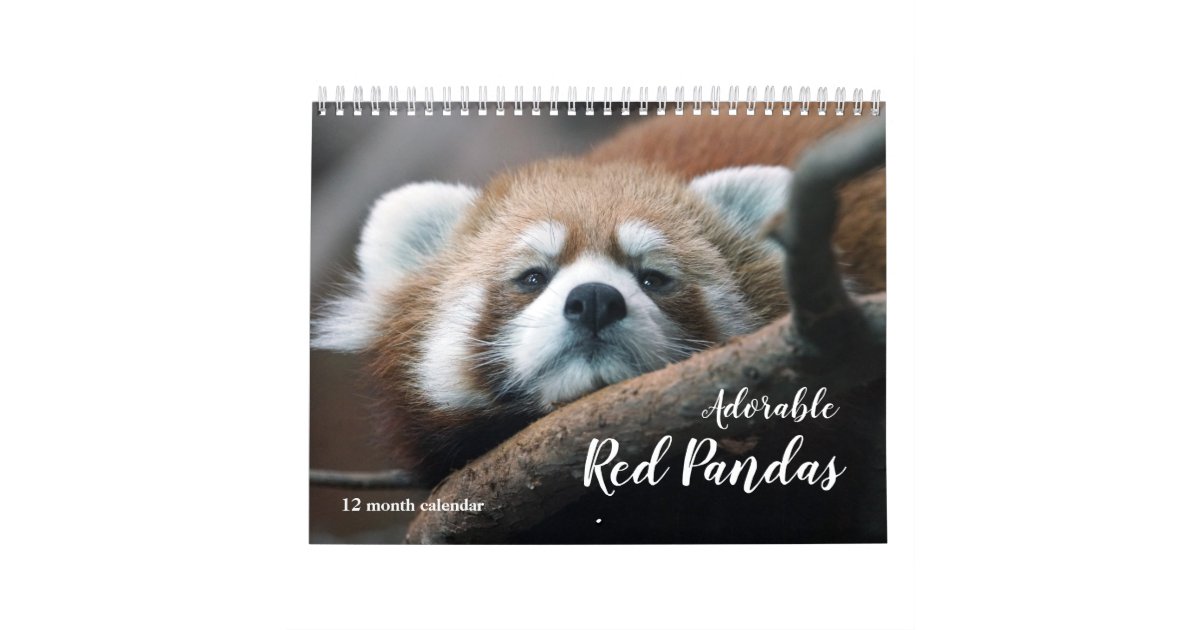 Adorable Red Pandas 2025 Calendar Zazzle