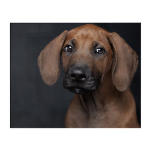 Adorable Rhodesian Ridgeback Puppy Portrait Dog Ph Acrylic Print