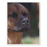 Adorable Rhodesian Ridgeback Temporary Tattoos