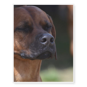 Adorable Rhodesian Ridgeback Temporary Tattoos