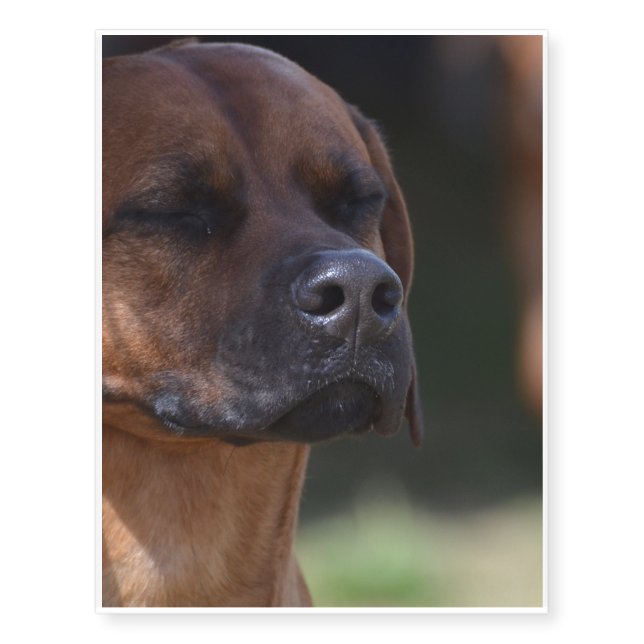 Adorable Rhodesian Ridgeback Temporary Tattoos (Front)