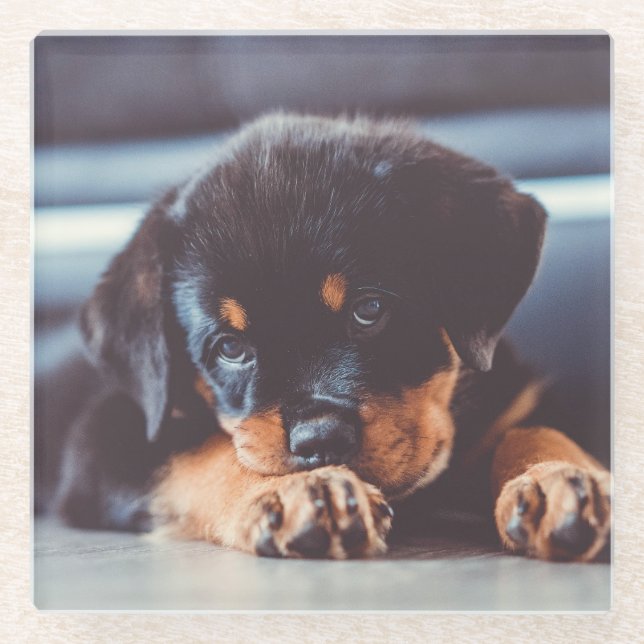 Adorable Rottweiler Puppy Dog Resting Glass Coaster (Front)