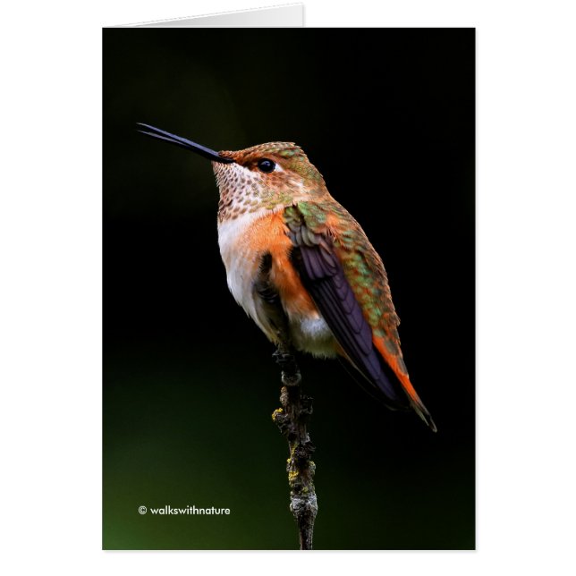 Adorable Rufous Hummingbird on Branch Cards (Front)