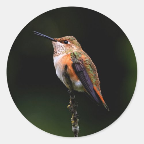 Adorable Rufous Hummingbird on Branch Classic Round Sticker