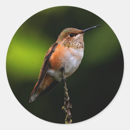 Adorable Rufous Hummingbird on Branch Classic Round Sticker