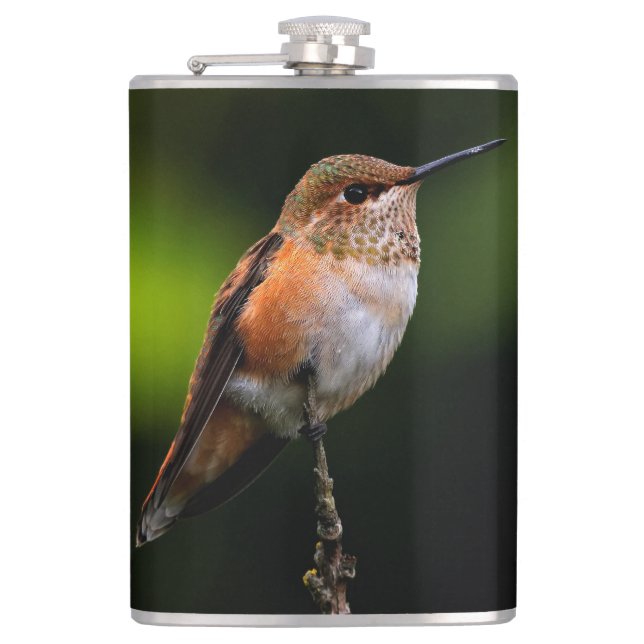 Adorable Rufous Hummingbird on Branch Flask (Front)