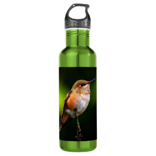 Adorable Rufous Hummingbird on Branch Stainless Steel Water Bottle