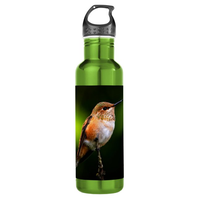 Adorable Rufous Hummingbird on Branch Stainless Steel Water Bottle (Front)