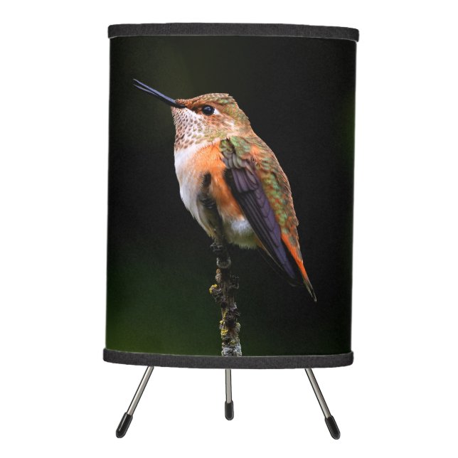 Adorable Rufous Hummingbird on Branch Tripod Lamp (Front)