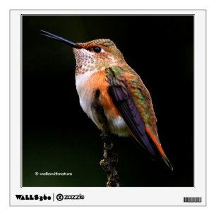 Adorable Rufous Hummingbird on Branch Wall Decal