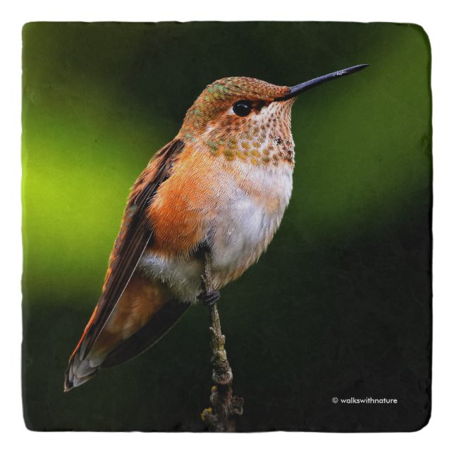 Adorable Rufous Hummingbird Poses on Branch Trivet (Front)