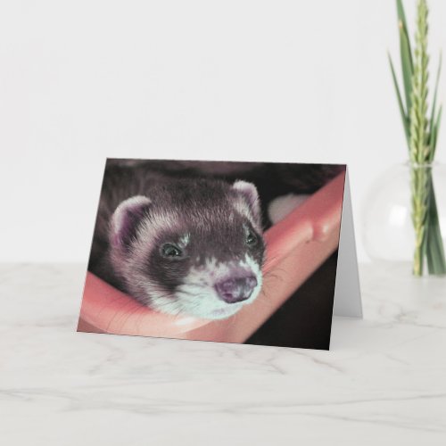 Adorable Sable Ferret Photo Birthday Card