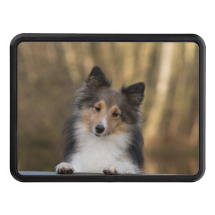 Adorable Sable Sheltie, Shetland Sheepdog Puppy Hitch Cover