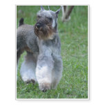 Adorable Schnauzer Temporary Tattoos