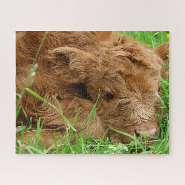 Adorable Scottish Highland Calf Jigsaw Puzzle (Horizontal)