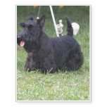 Adorable Scottish Terrier Temporary Tattoos