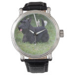 Adorable Scottish Terrier Watch