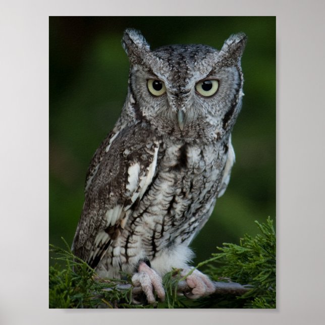 Adorable Screech Owl poster (Front)