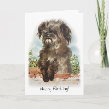 Adorable Scruffy Dog Birthday Card by Past_Impressions at Zazzle